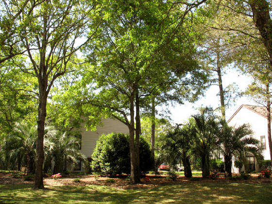 courtyard-trees.jpg